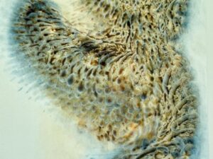 Sea Dragon